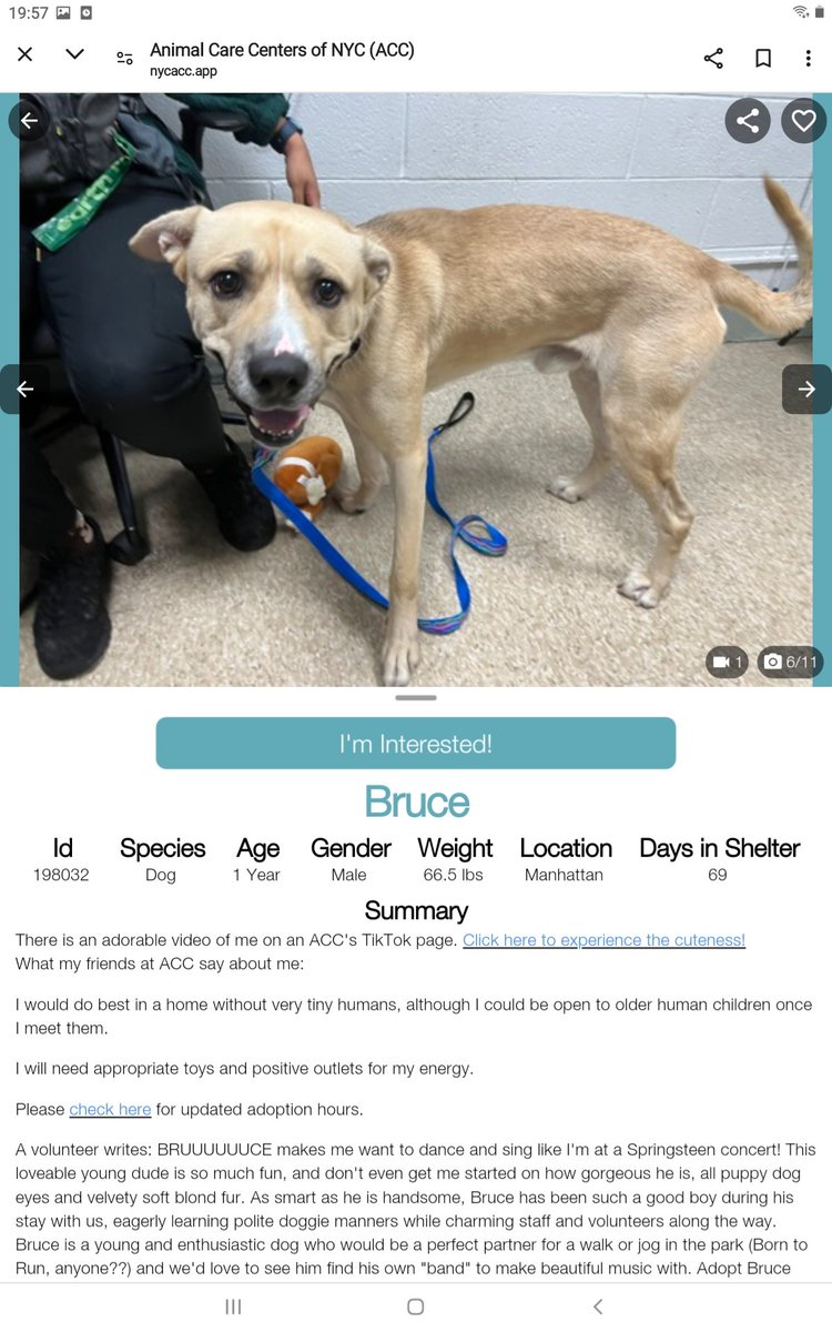 samj_jane's tweet photo. ❌ Priority Placement ❌ BRUCE 1yr 198032 #Macc Long Stay 69 days Gorgeous affectionate playful young lad who needs his forever home 🙏 Dm @CathyPolicky @SuzanneSugar #FostersSaveLives #Adoptme 
Don't let him down Bruce !🐕💞🙏 #Pledge Share https://t.co/jjs2li5wPT