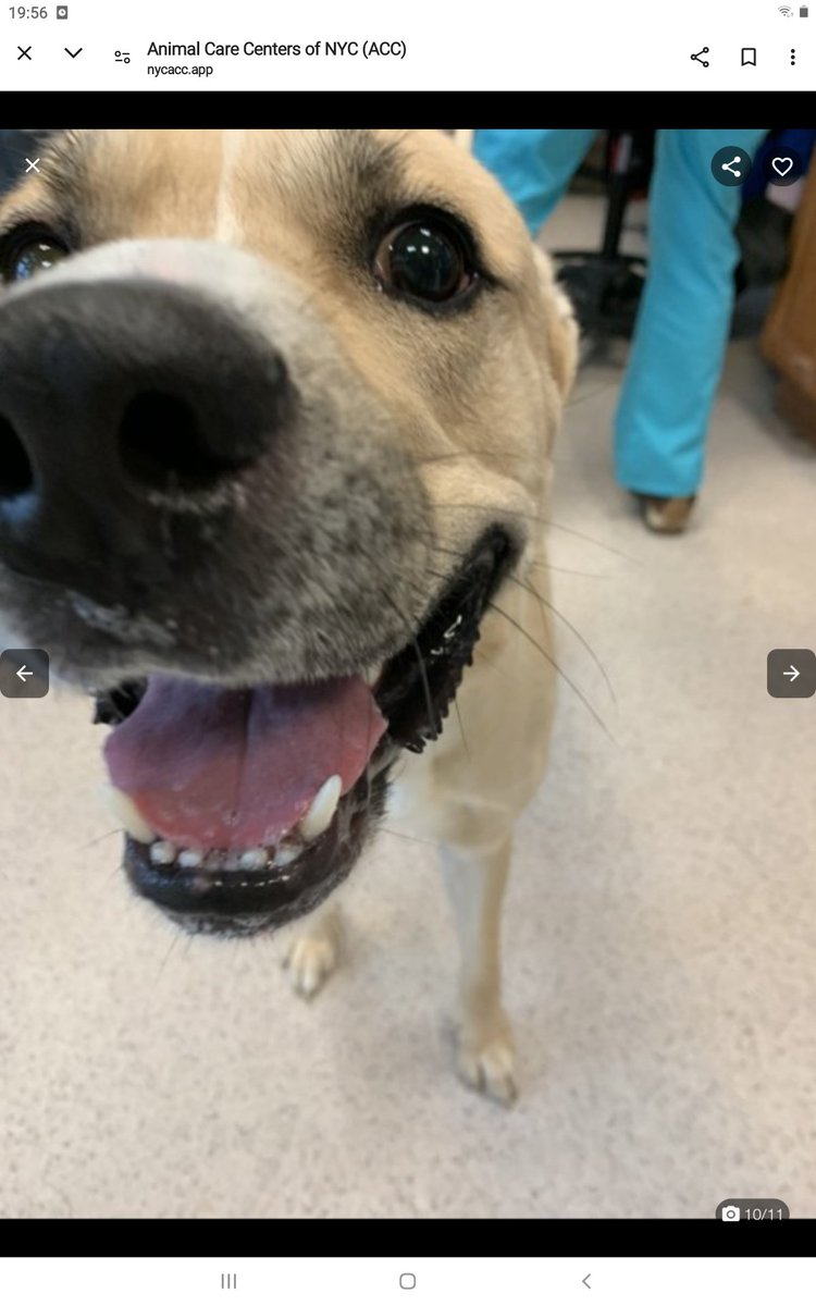 samj_jane's tweet photo. ❌ Priority Placement ❌ BRUCE 1yr 198032 #Macc Long Stay 69 days Gorgeous affectionate playful young lad who needs his forever home 🙏 Dm @CathyPolicky @SuzanneSugar #FostersSaveLives #Adoptme 
Don't let him down Bruce !🐕💞🙏 #Pledge Share https://t.co/jjs2li5wPT