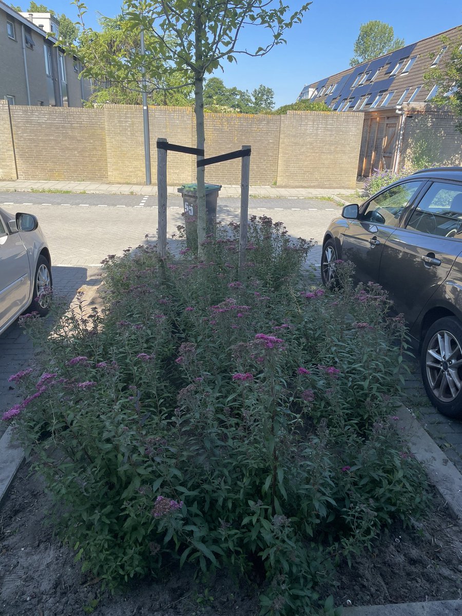 pictokilogram's tweet photo. @schiedam_nl en @NV_Irado; buurman &amp; buurvrouw zeiden ajeto toen de vergeten border door ons vanmorgen is aangepakt. 5 containers in totaal weggetrokken. De vaste planten hebben nu weer de ruimte om groter te worden. https://t.co/7HluS8JKfX