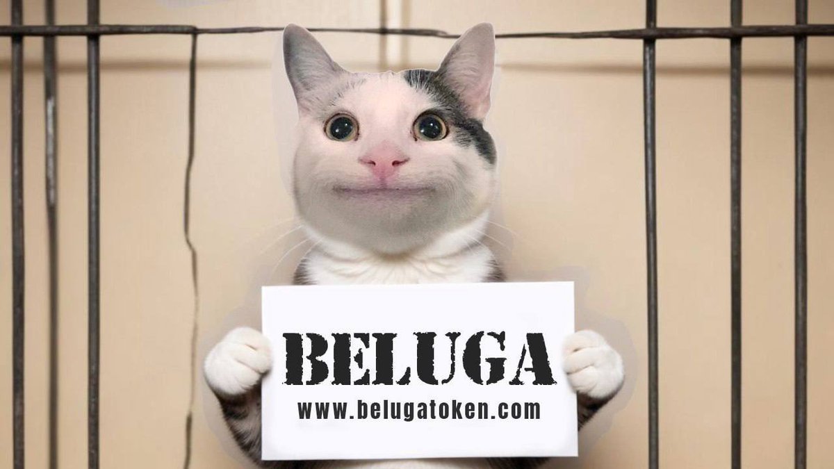 EzMoneyGems's tweet photo. Just bought $BELUGA on Eth

Buying this $300k market cap dip, has fat $80k liquidity and cat launches have been hot lately 

From the dogwifhat circle let’s see how it does 👀 

Chart: https://t.co/JIjocxiM4P

Ca: 0x7D3563A64f7909E47dDae5Bf76fe6cE3fd83dc90

Tg: https://t.co/K2ljmfuWVN

Website: https://t.co/nepDgGORCD

X: @BelugaTokenETH