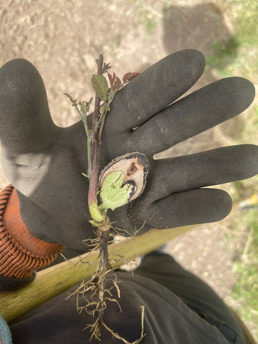 How a walnut tree grows. Little squirrels 🐿️ hid this in my farm rows and forgot about it. https://t
