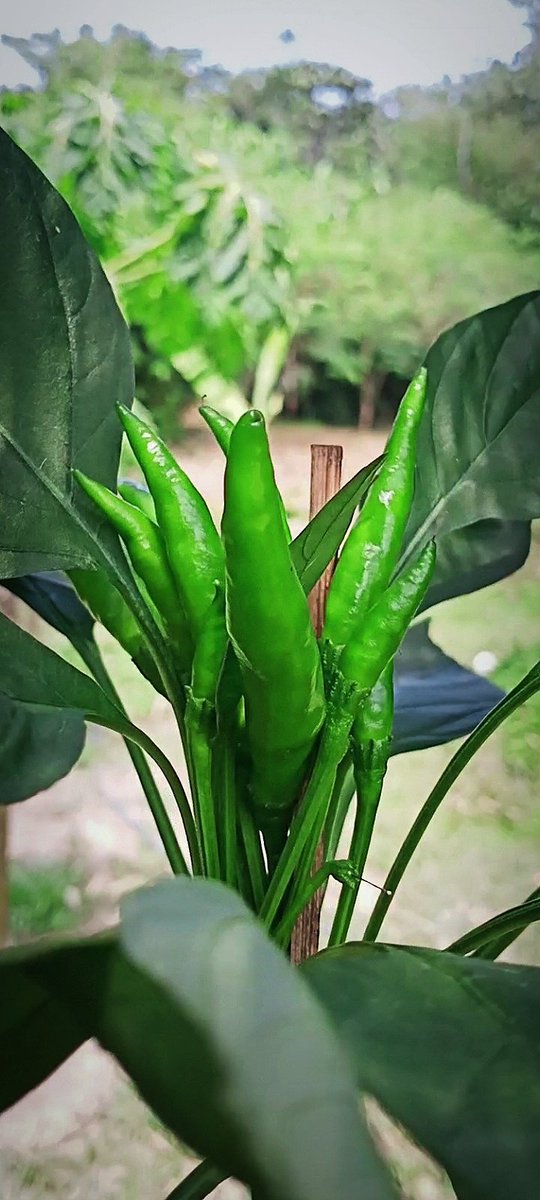 radiogreenman's tweet photo. The "Ten Brothers" Chili Padi. 🙂 I just found out. Did you know? https://t.co/bGDuWC534j