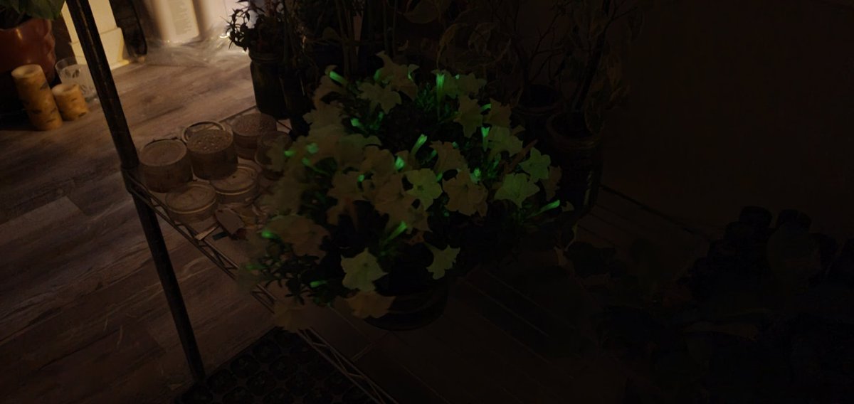 Okay this is the most honest picture of the bioluminescent firefly petunia I could make. Adjusted exposure time to 5 sec and other parameters to match EXACTLY what I see with my eyes. This is 5mins after grow lights shut off. I swear this is what my eyes saw.