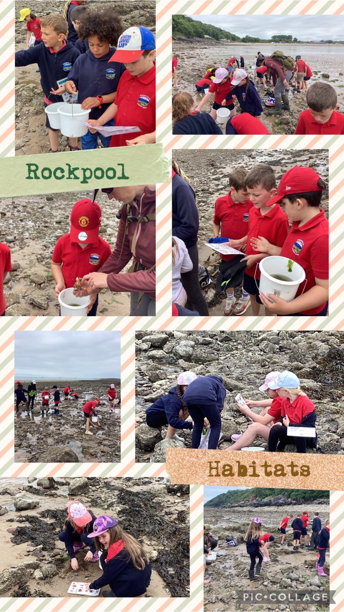 Hendrefoilan's tweet photo. We finished off a lovely day by investigating the rock pools to see what we could find living in that habitat. #hdfpSO #GowerSocietyFunding #hdfphum #hdfpSaT @DawnNaturedays https://t.co/FQY260BWq8