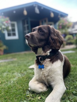 millypod1's tweet photo. π22 JUN 2024 #Lost CHARLIE & TILLY #ScanMe
Brown & White Sprocker Male. Both #Tagged
Black Female Cocker Spaniel (Spayed)
Between #HubbertsBridge & #Swineshead
#Boston #Lincolnshire #PE20 https://t.co/UGxBQI2wL1
https://t.co/Qm7Qu4535a https://t.co/KBaFm76dJ2