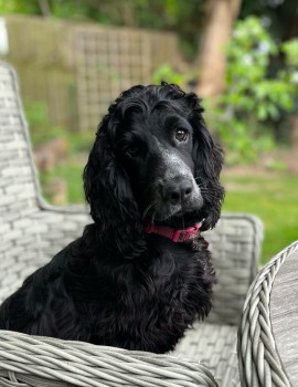 millypod1's tweet photo. π22 JUN 2024 #Lost CHARLIE & TILLY #ScanMe
Brown & White Sprocker Male. Both #Tagged
Black Female Cocker Spaniel (Spayed)
Between #HubbertsBridge & #Swineshead
#Boston #Lincolnshire #PE20 https://t.co/UGxBQI2wL1
https://t.co/Qm7Qu4535a https://t.co/KBaFm76dJ2