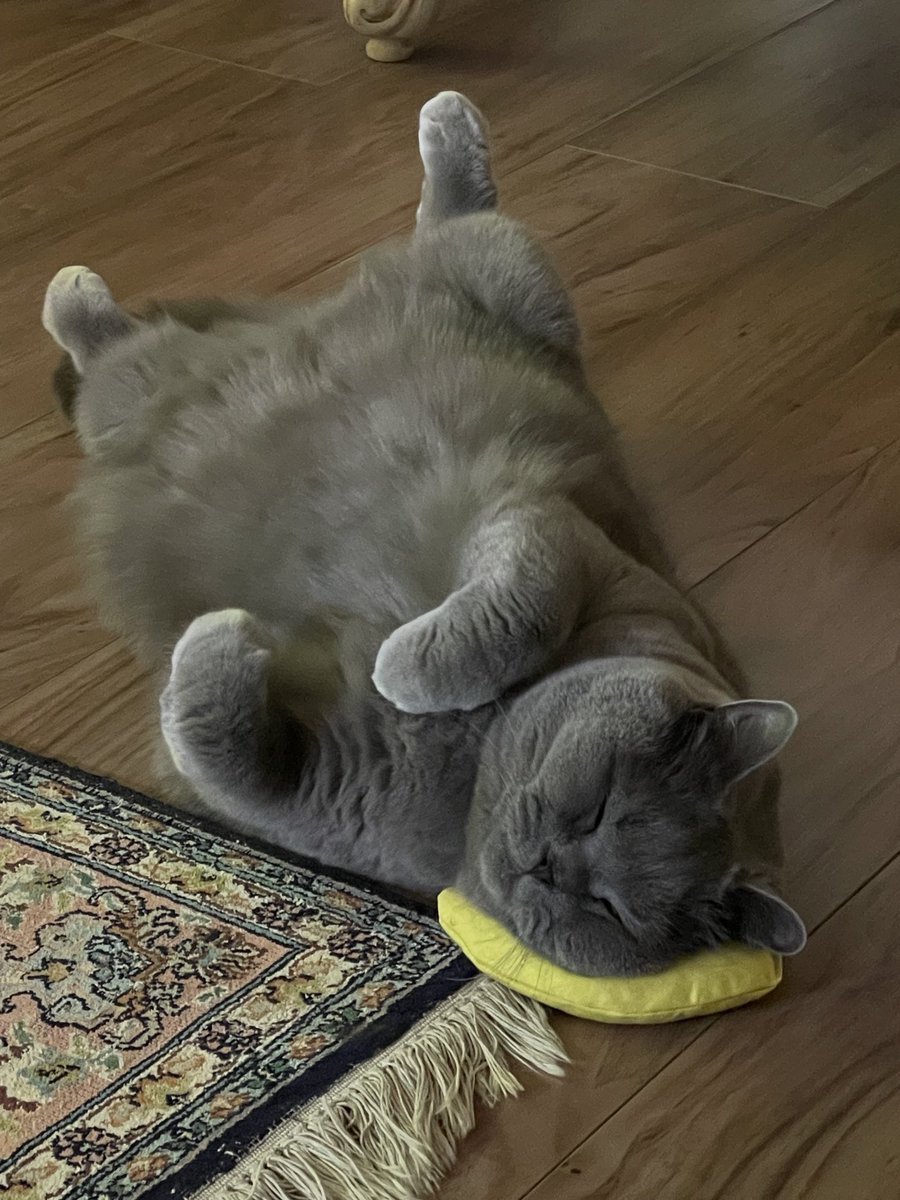 My banana is my toy and my pillow #Duke 💜