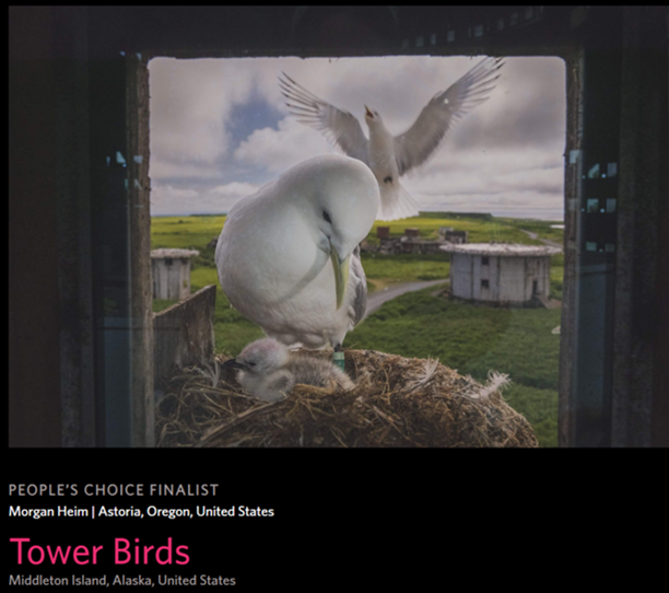 This incredible photo of a Middleton island kittiwake is a finalist at: bigpicturecompetition.org/peoples-choice…

(Vote for it!)

A great photographer can turn a mundane scene I see daily into a breath-taking image. I have hundreds of almost identical photos, and yet this one stole my breath.