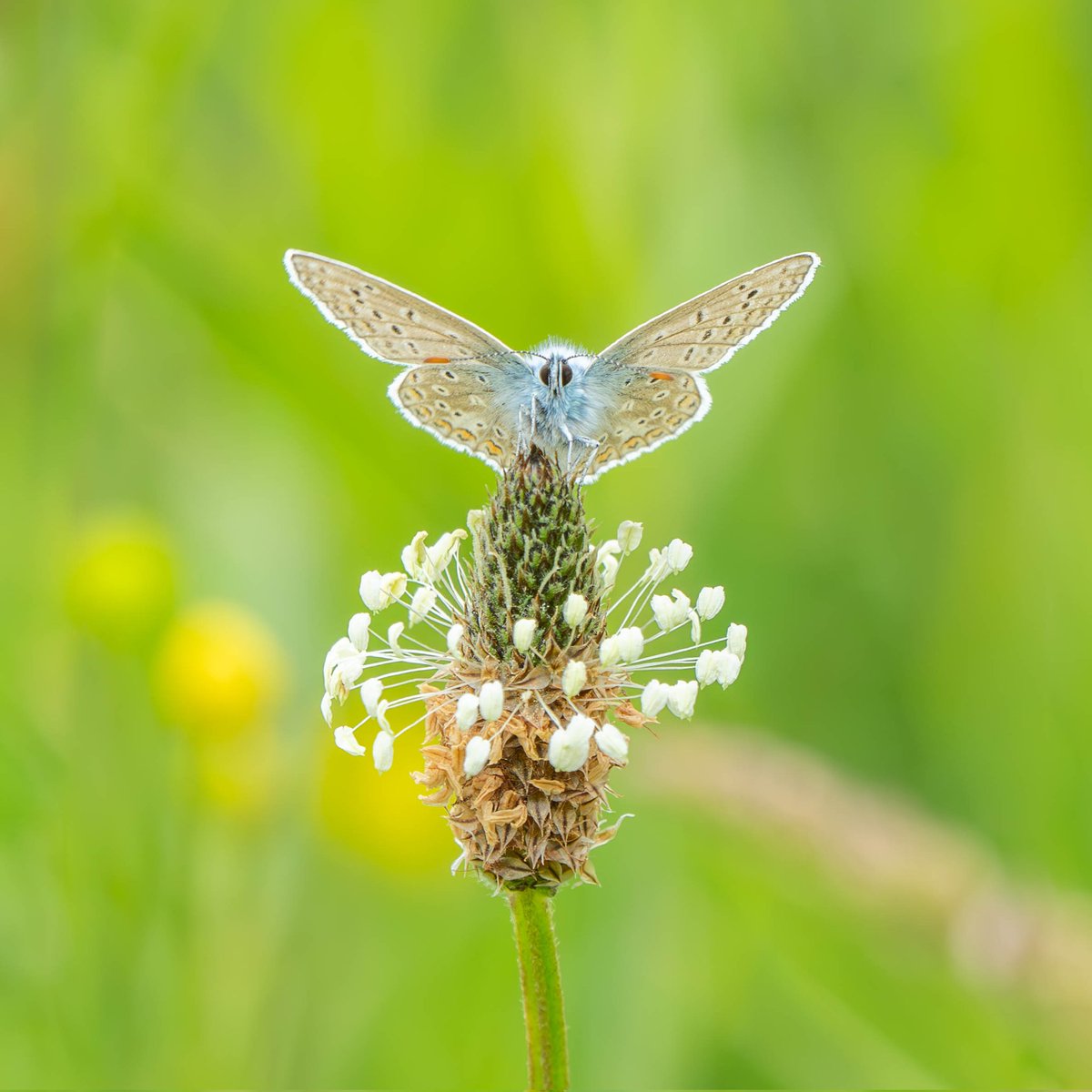Daphne Wuenn (@daphnewuenn) on Twitter photo Common Blue on Martin Down NNR #wexmondays #ShareMondays2024 #appicoftheweek #fsprintmonday <a href="/sheclicksnet/">SheClicks</a> <a href="/savebutterflies/">Butterfly Conservation ๐ฆ</a> <a href="/HantsIWWildlife/">Hampshire & Isle of Wight Wildlife Trust</a> <a href="/NaturalEngland/">Natural England</a> Common Blue on Martin Down NNR #wexmondays #ShareMondays2024 #appicoftheweek #fsprintmonday <a href="/sheclicksnet/">SheClicks</a> <a href="/savebutterflies/">Butterfly Conservation ๐ฆ</a> <a href="/HantsIWWildlife/">Hampshire & Isle of Wight Wildlife Trust</a> <a href="/NaturalEngland/">Natural England</a>