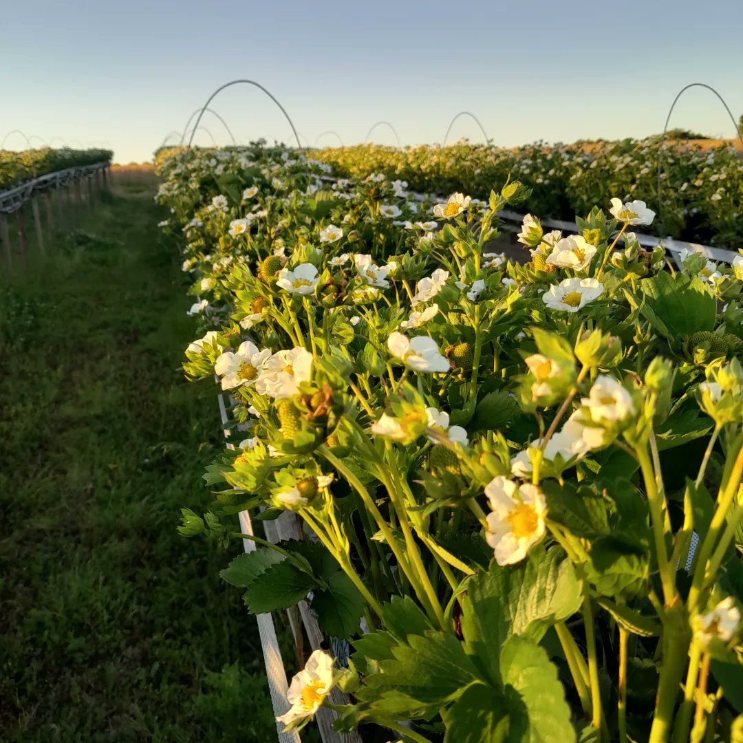 "Don't cock it up now"

#averagegrowerawards