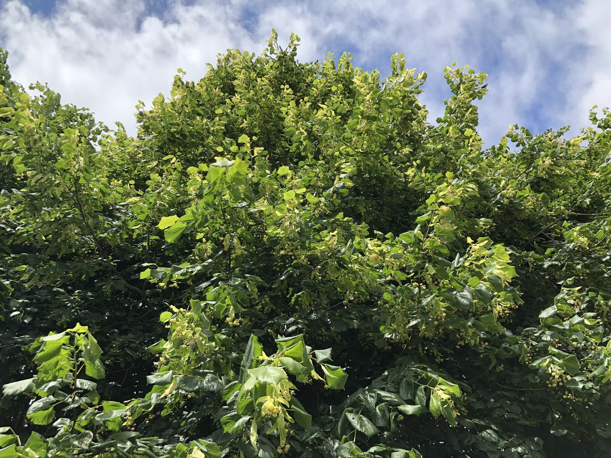 Day 24 of #30DaysWild Really summery, and accentuates one of my favourite summer scents- lime blossom ☺️