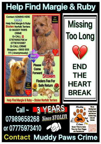 Lisa Clare Read π (@lisaclareread2) on Twitter photo Three years, can you imagine not seeing your precious pets for that long. That is the nightmare that <a href="/FindMargieruby/">Help find Margie and Ruby-Stolen Norfolk Terriers</a> have to face every day. ππ’
Stolen on 24th June 2024, Margie & Ruby are out there somewhere. Please help get them home π
#k9hour #MargieandRubyMonday
#Cornwall Three years, can you imagine not seeing your precious pets for that long. That is the nightmare that <a href="/FindMargieruby/">Help find Margie and Ruby-Stolen Norfolk Terriers</a> have to face every day. ππ’
Stolen on 24th June 2024, Margie & Ruby are out there somewhere. Please help get them home π
#k9hour #MargieandRubyMonday
#Cornwall