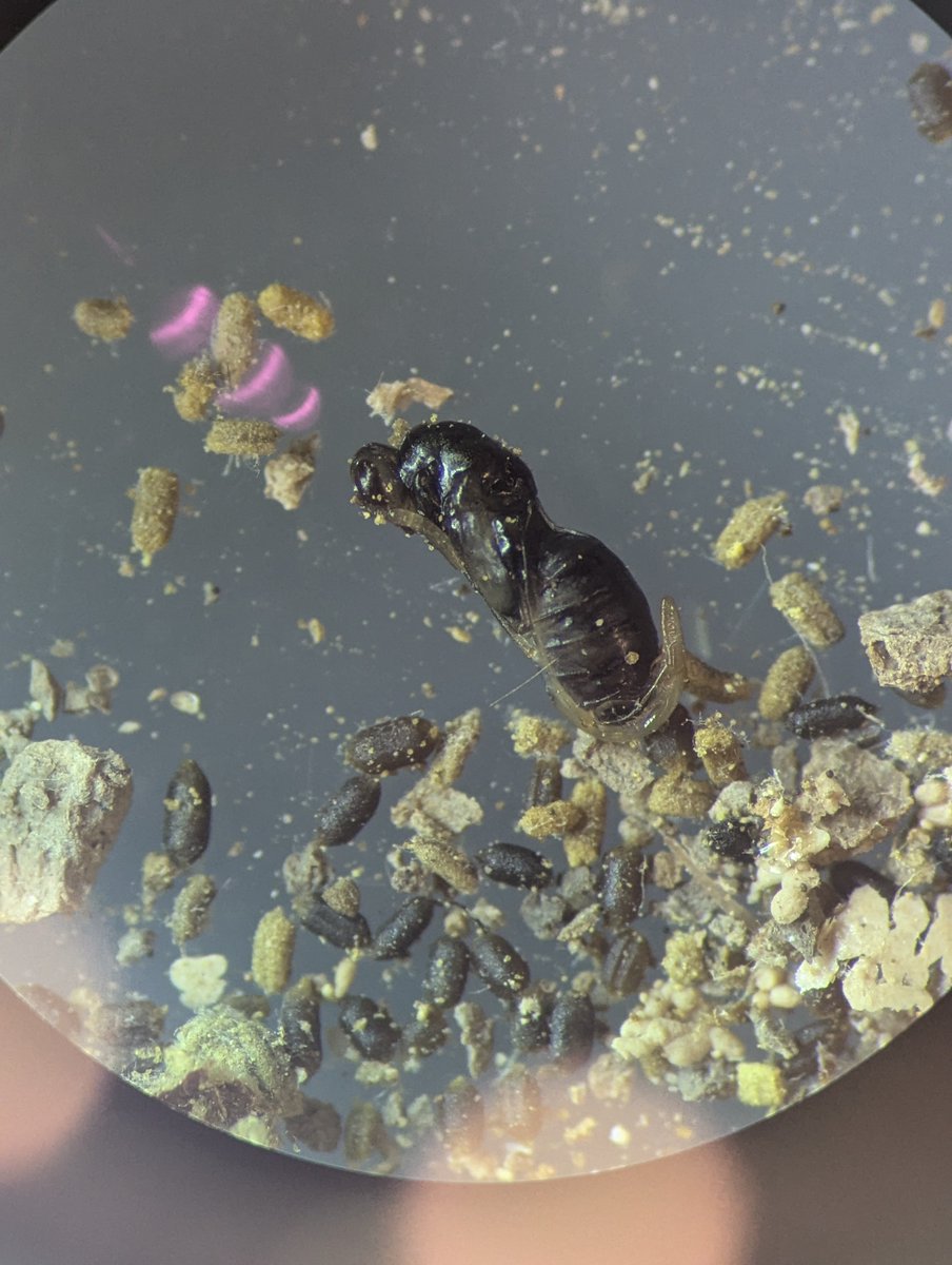 🏳️🌈Timo Wayman🇵🇷 tweet media