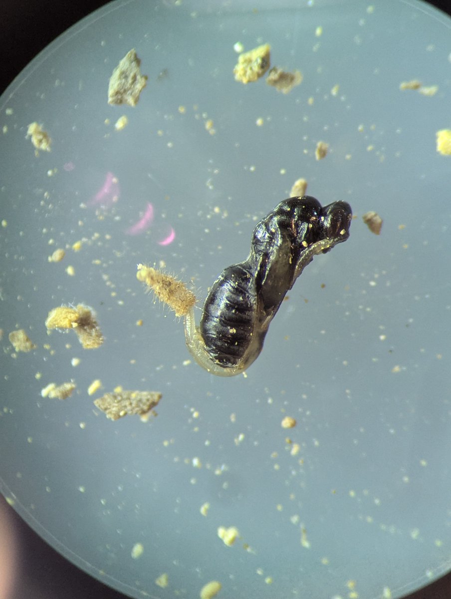 🏳️🌈Timo Wayman🇵🇷 tweet media