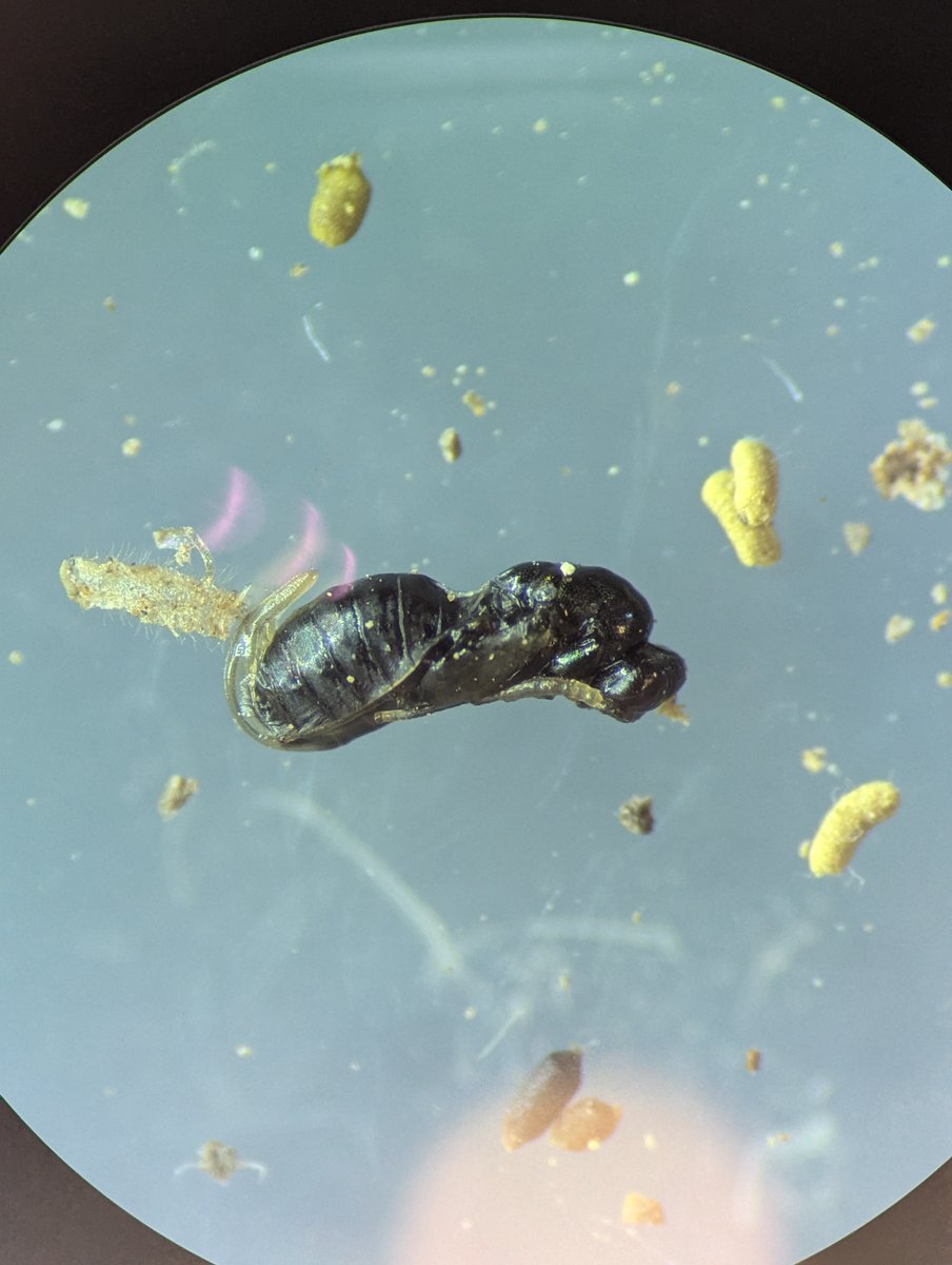 🏳️🌈Timo Wayman🇵🇷 tweet media