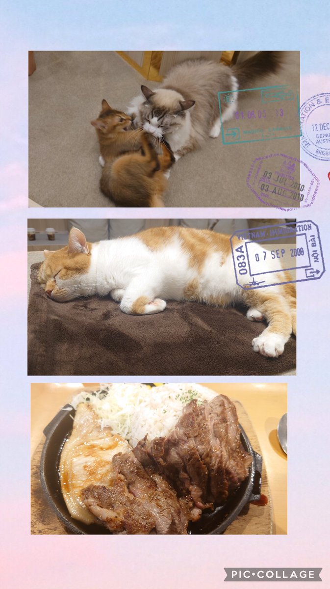 おはようございます🌞
早寝早起き、朝ご飯…小学生の様な生活サイクルで😁

昨日は次女と猫カフェで一日まったり🐈
家に帰ると、また直ぐ行きたくなる…それが猫カフェ

とりあえず肉と炭水化物食べてればゴキゲンな母娘😋

今日も宜しくお願い致します🙇‍♀