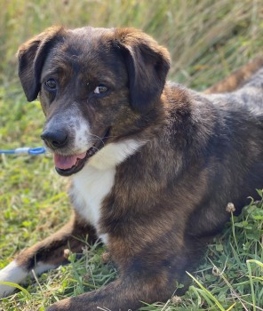 🆘24 JUN 2024 #Lost SKYE #ScanMe 
Brown Cross Breed Female
#Cricklade #Wiltshire #SN6 doglost.co.uk/dog-blog.php?d…
