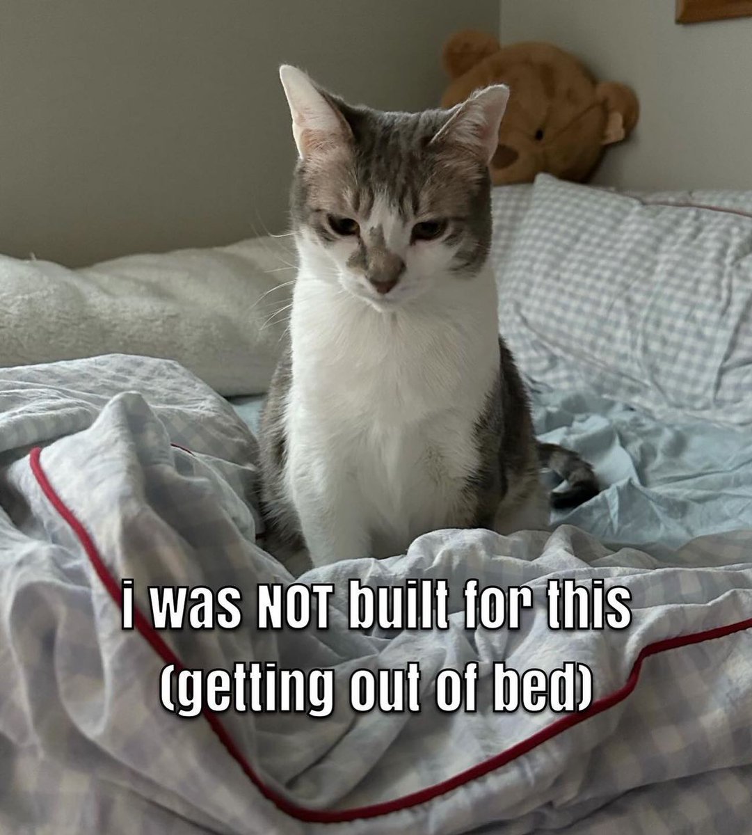 PunchingCat's tweet image. 