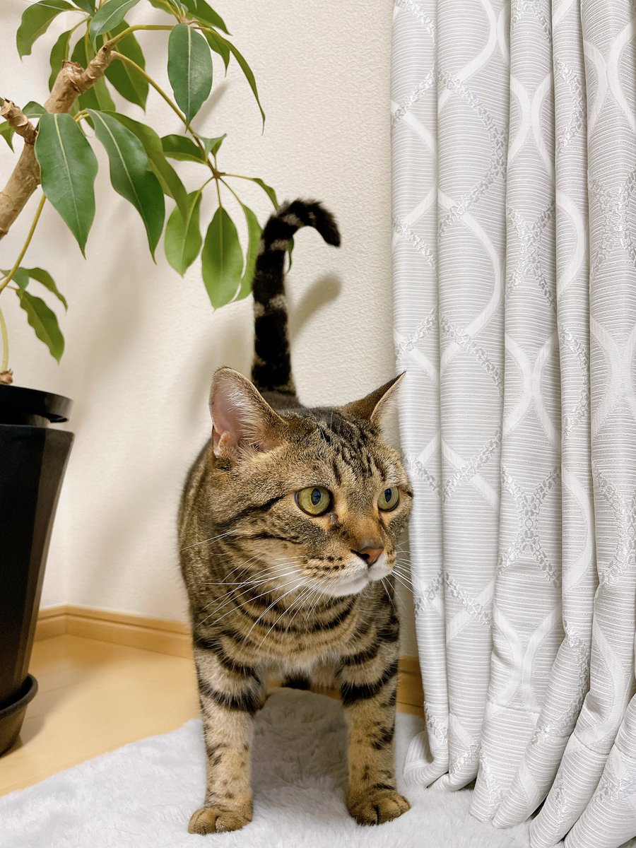 健康診断の結果は特に問題なくだったけどダイエットはしないといけないみたいだよー
がんばろう☺️