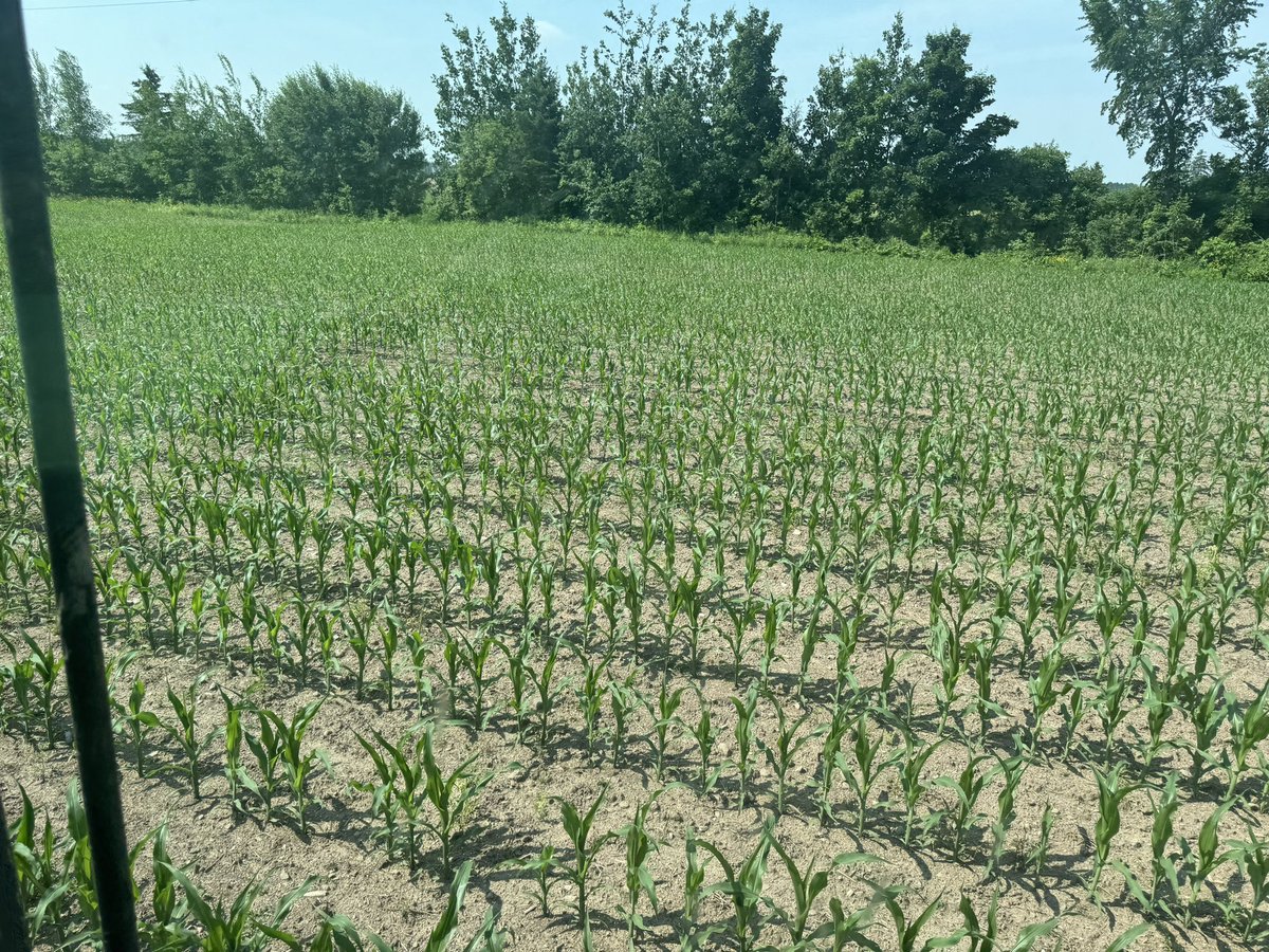 René Dutil tweet media