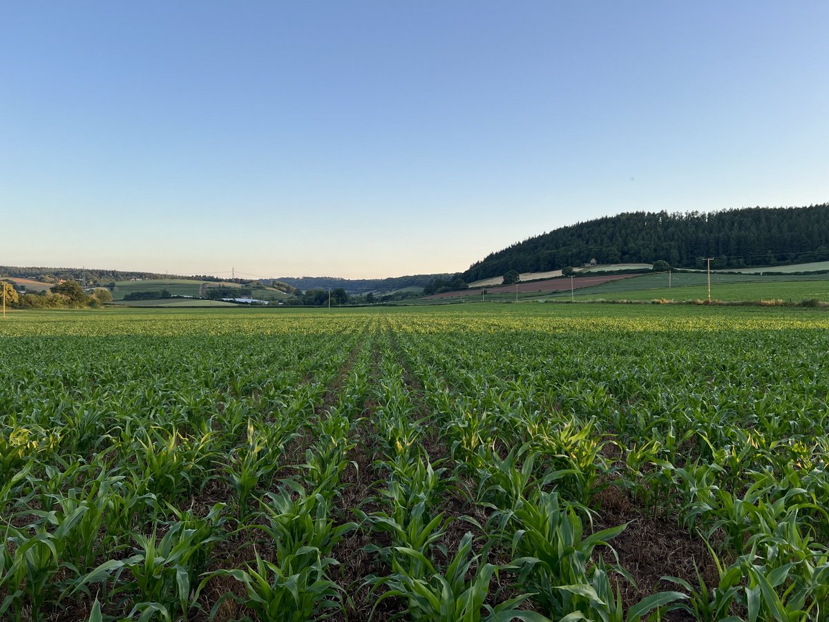 Harry Davies tweet media