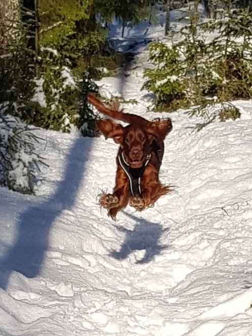 Markus Granlund tweet media