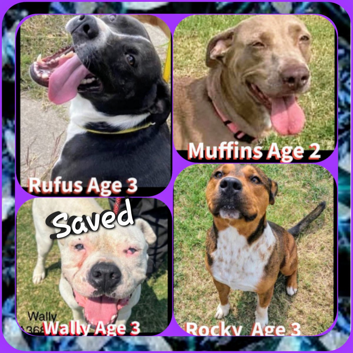 rothfarms's tweet photo. ⏰🚨⏰️#DeadDogsWalking⏰ OUT of TIME ⏳ One saved, 3 t PREPPING to DIE🖤🎯  Please PLEDGE here for ResQ 🆘 Adopt at CORPUS CHRISTI AC 📧 ccacsrescues@cctexas.com 📞361-826-4630 

Click their ID’s 4 Bios
Muffins #A368542 Rocky #A341992 Rufus #A360207 https://t.co/alI1jrqaMG