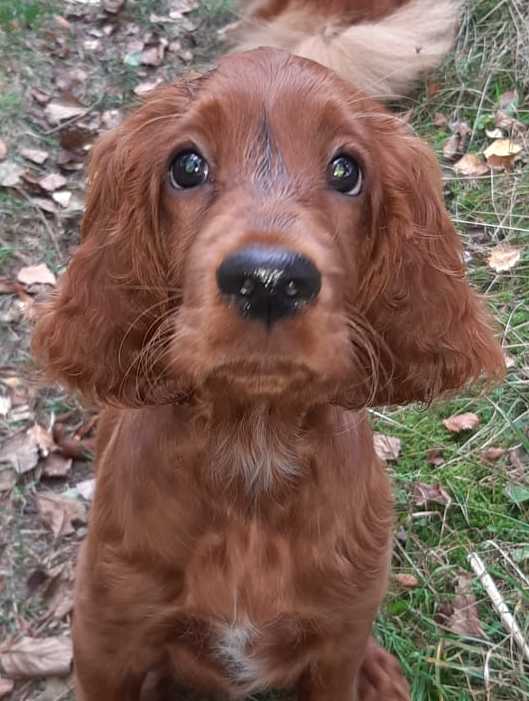 Markus Granlund tweet media