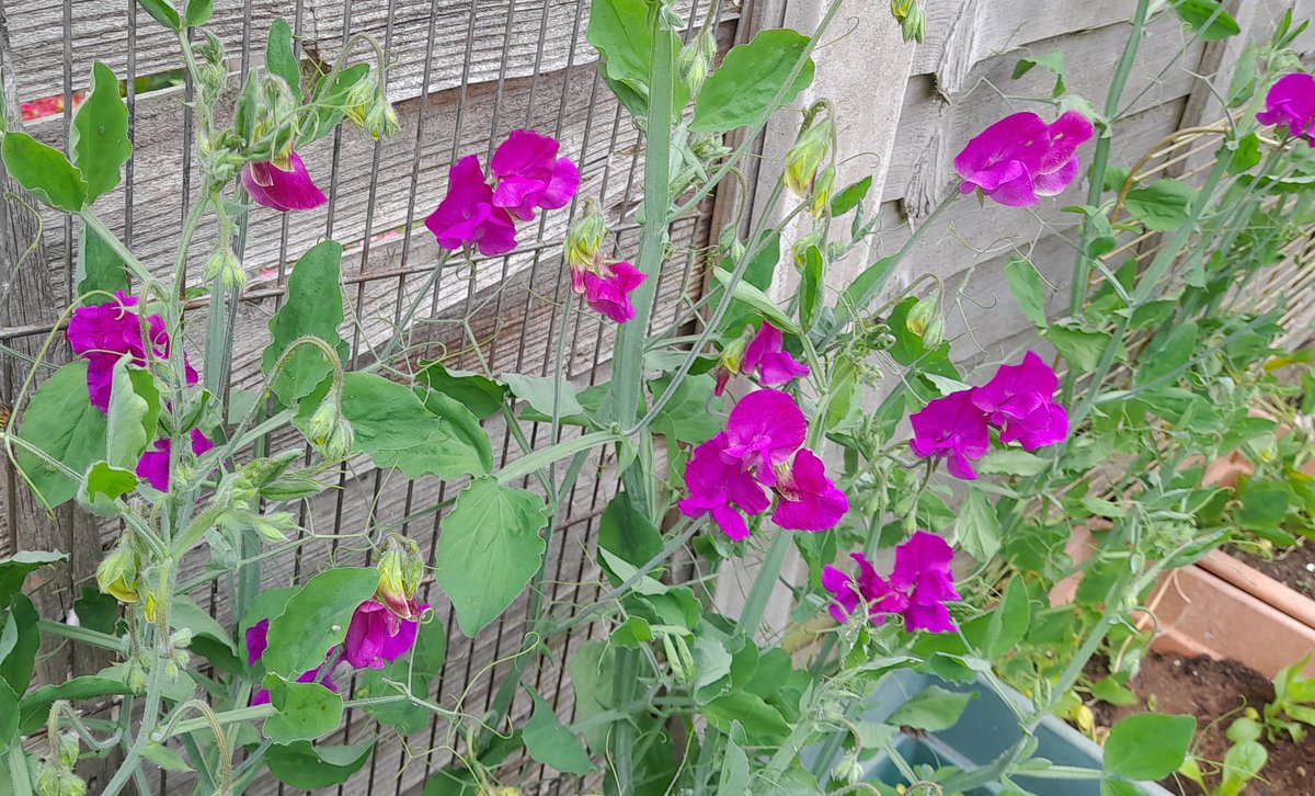 Sweet peas (Lathyrus odoratus) I grew from seed #GardensHour