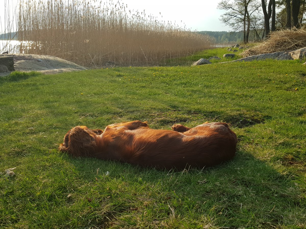 Markus Granlund tweet media