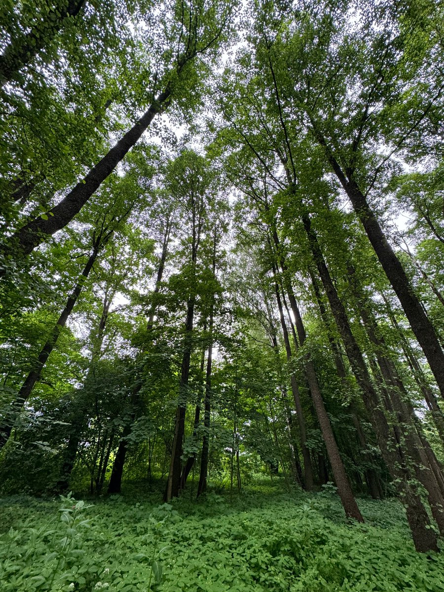 Run_fly_Smile's tweet photo. Your visions will become clear only when you can look into your own heart. Who looks outside, Dreams, who looks inside, awakes 😊

 C.G. Jung

#visions #heart #awakes #dreams #Jung #trees https://t.co/SXyJupxTct