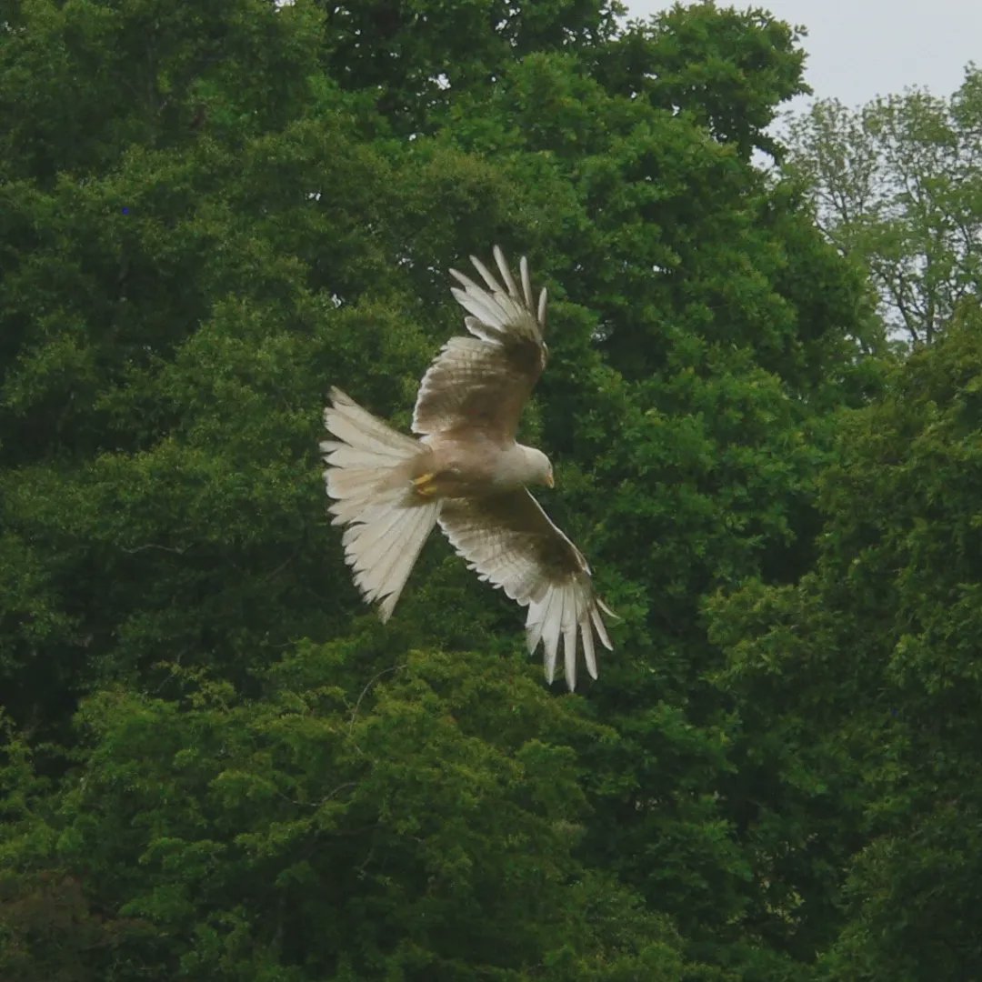 A highlight for me was a visit to Gigrin Farm to see the red kites being fed. Always an amazing spectacle and the chance to improve my photography skills. Also lucky to see a Leucistic Kite amongst the mob - a first for me.