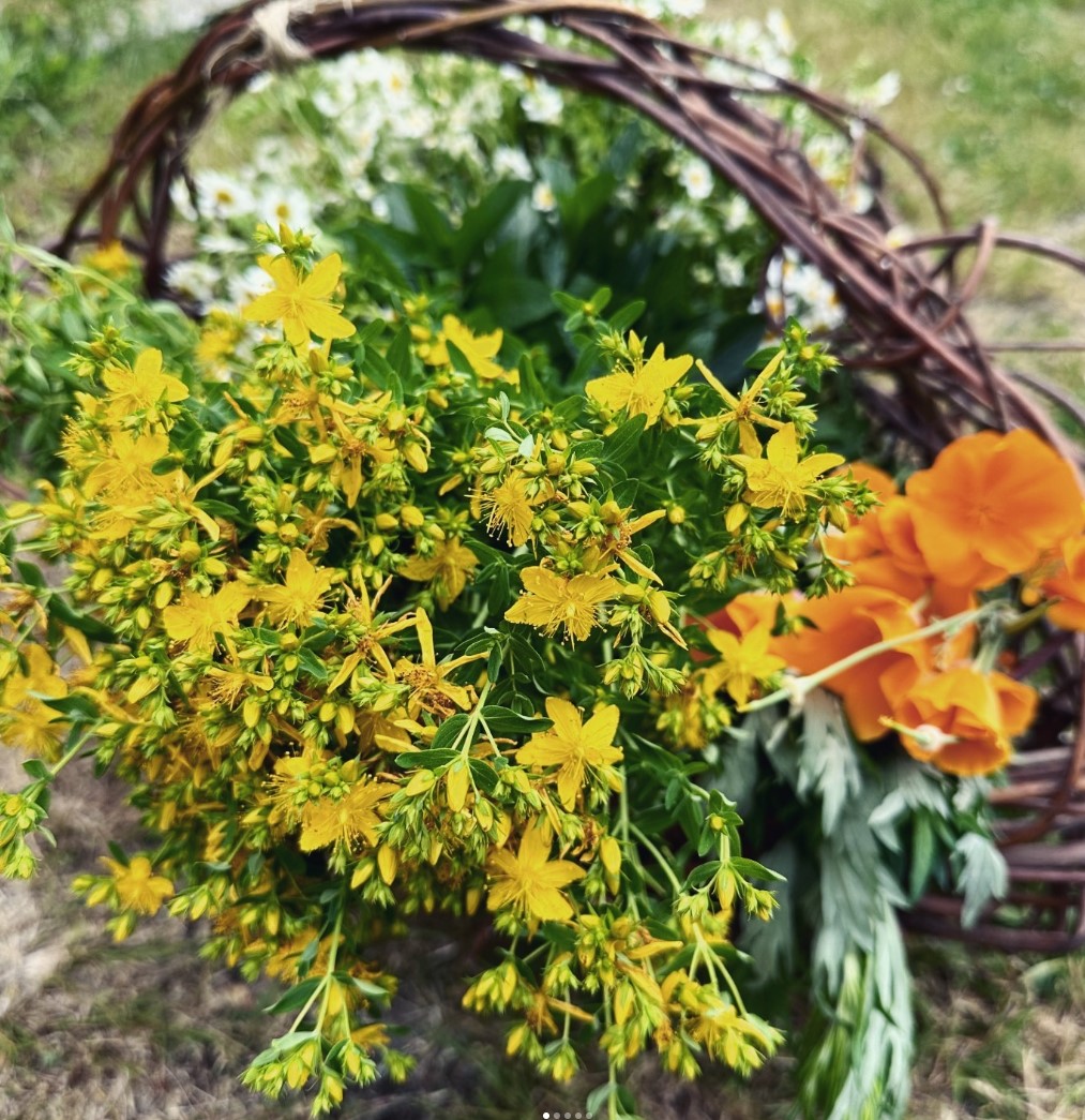 flourishapothbc's tweet photo. We feel so blessed to be able to pick up freshly-cut medicinal plants from a local Vancouver Island farmer who grows with his heart as much as his hands!
#flourishapothbc #supportlocalfarmers #shoplocalBC #buylocalBC #shoplocalyyj #smallbusinessyyj #summerishere #naturelife https://t.co/tdJtIUfVNn