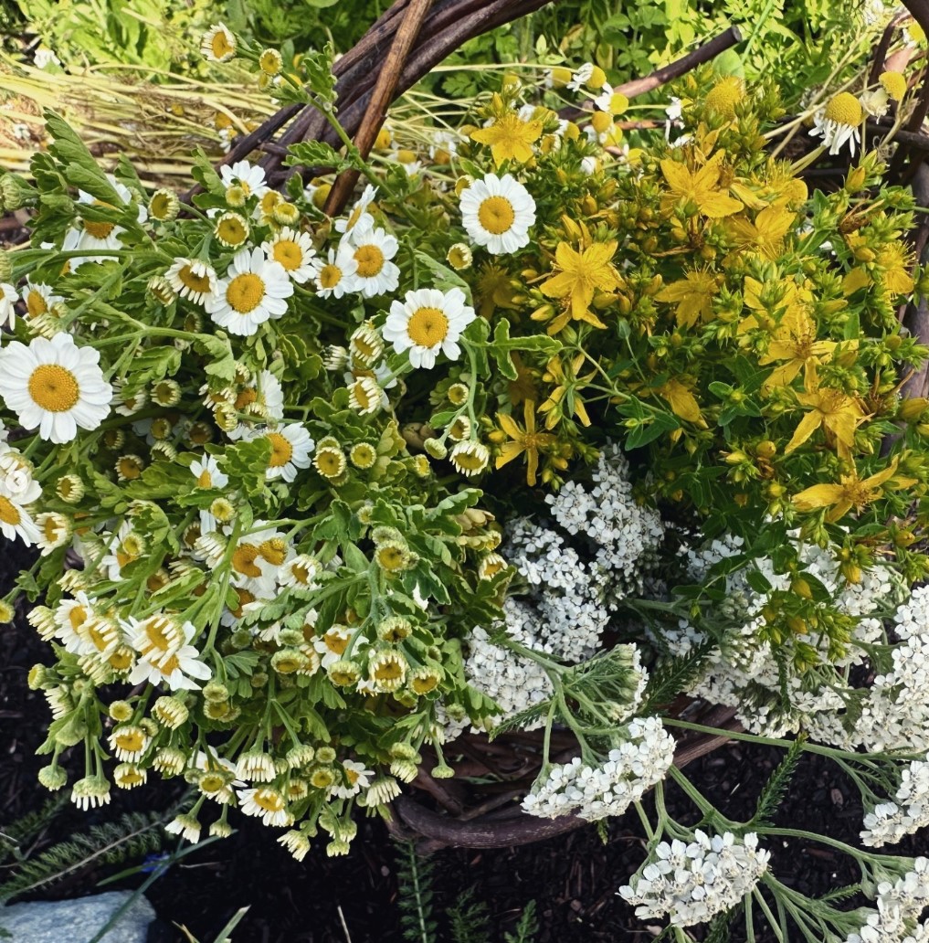 flourishapothbc's tweet photo. We feel so blessed to be able to pick up freshly-cut medicinal plants from a local Vancouver Island farmer who grows with his heart as much as his hands!
#flourishapothbc #supportlocalfarmers #shoplocalBC #buylocalBC #shoplocalyyj #smallbusinessyyj #summerishere #naturelife https://t.co/tdJtIUfVNn