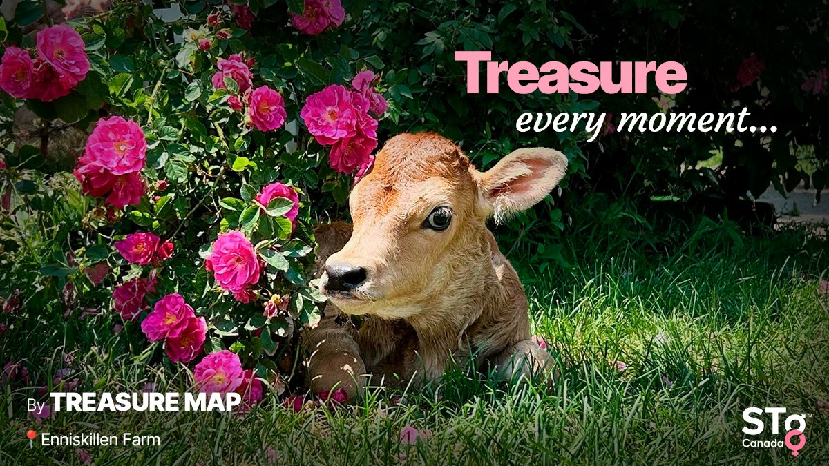 STgenCanada's tweet image. Treasure every moment with TREASURE MAP from #STgeneticsCanada! TREASURE MAP comes from a proven family and is looking to make STylish daughters! #TREASUREMAP is +11 Conf +10 MS +11 F&amp;amp;L +20.3 JUI #A2A2 &amp;amp; BB. Available in #UltraplusHighPurity™. More: bit.ly/TreasureMAP