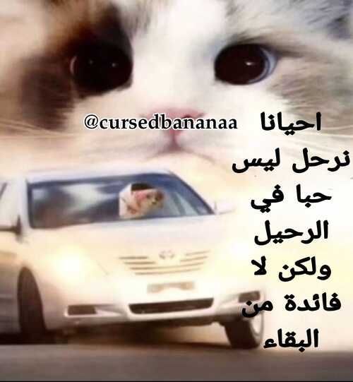 cursedbanana (@cursedbananaa) on Twitter photo 