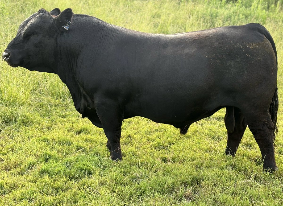 Cowboy Kade tweet media