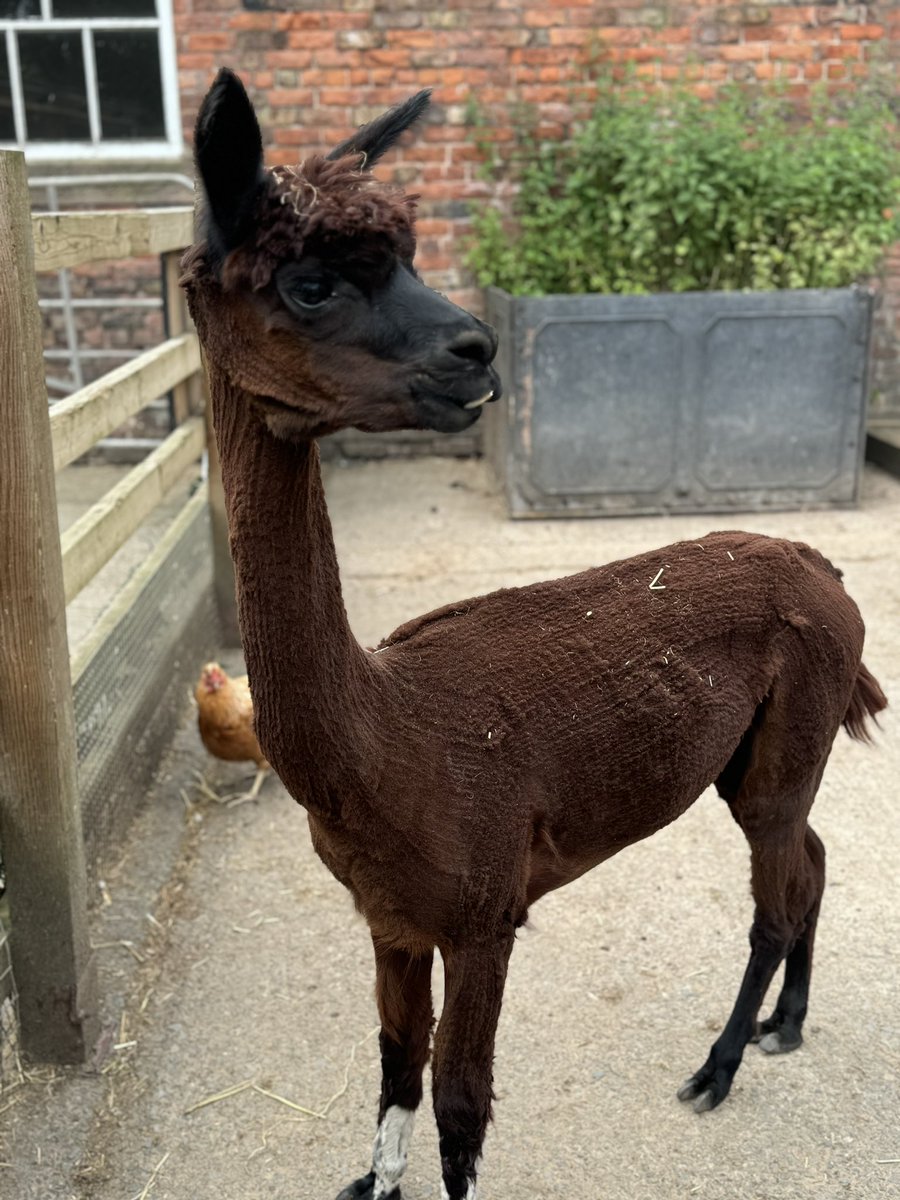 Before and after! Our alpacas are all ready for the summer 😎 #farm #FamilyFun  #summer #sunshine #liverpool