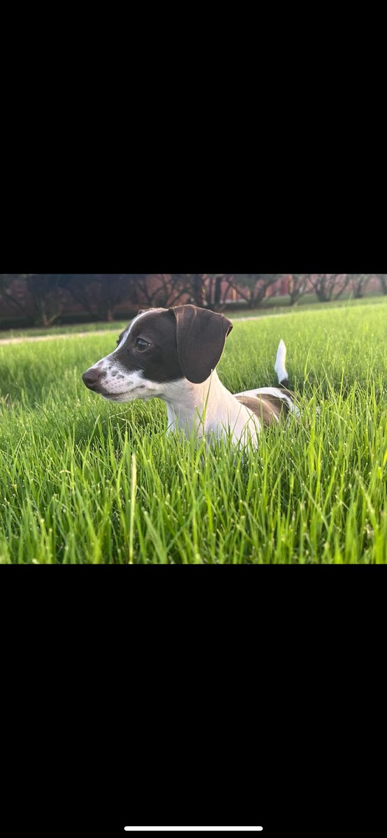 PQuiros97's tweet photo. Welcome the newest Quirós member. Mr. Beau 🐶 https://t.co/DatSnVftgj
