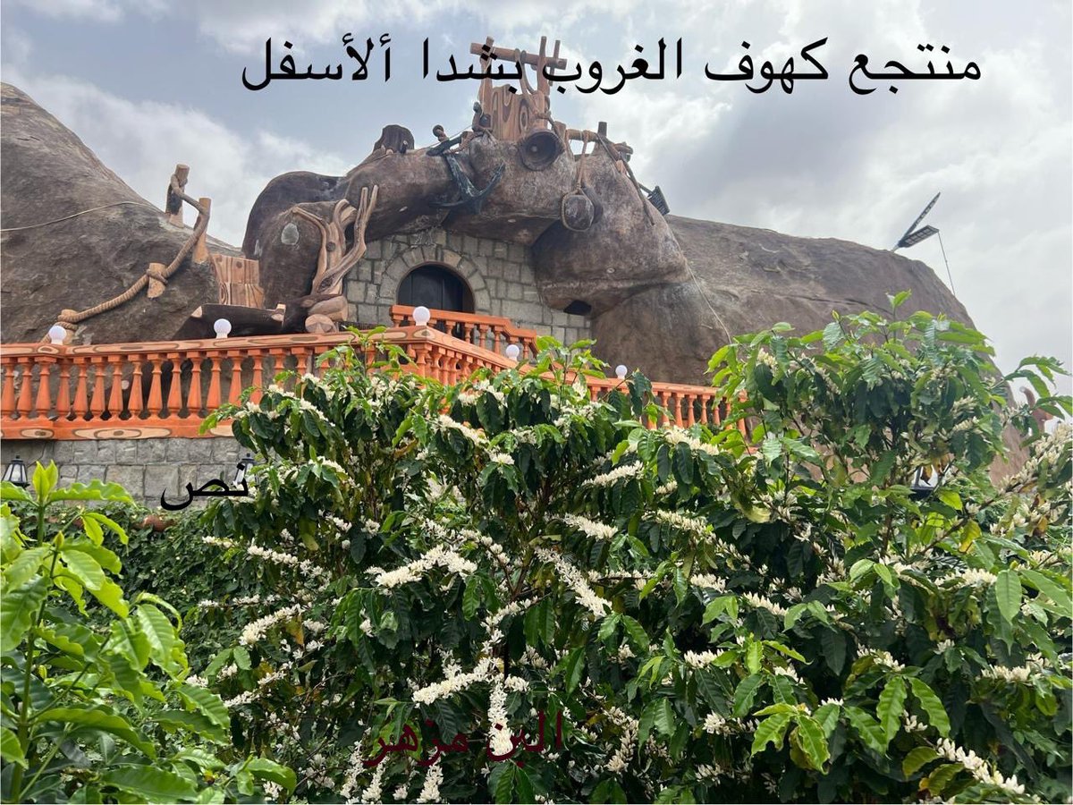محمد صالح الشدوي tweet media