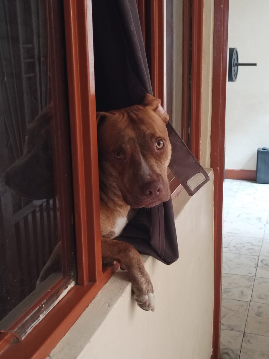 alejofit11's tweet photo. Les presento a mi perrita, 1 año https://t.co/yHm8qbUYqe