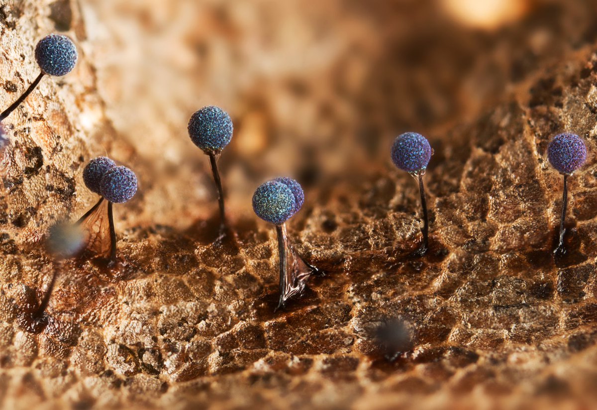 Dust off your photography skills, the Royal Society is hosting a competition.
Register here: royalsociety.org/journals/publi…

#photography #RoyalSociety 

‘Martian landscape' by Irina Petrova Adamatzky (2023 winner)