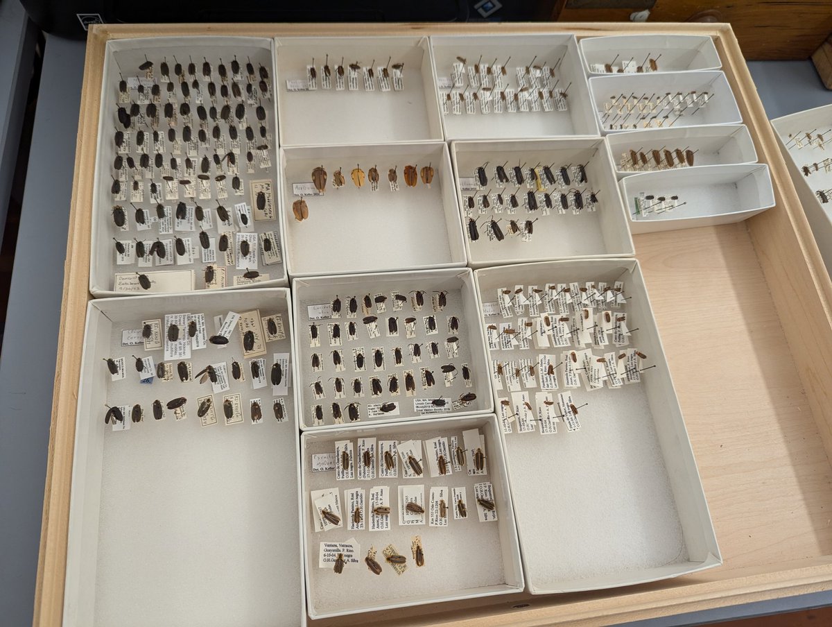 dr_firefly's tweet photo. Identified #fireflies at @MCZHarvard today using E. O. Wilson's microscope. Great day. #FireflyMagic https://t.co/MKQ8WQ9XY4