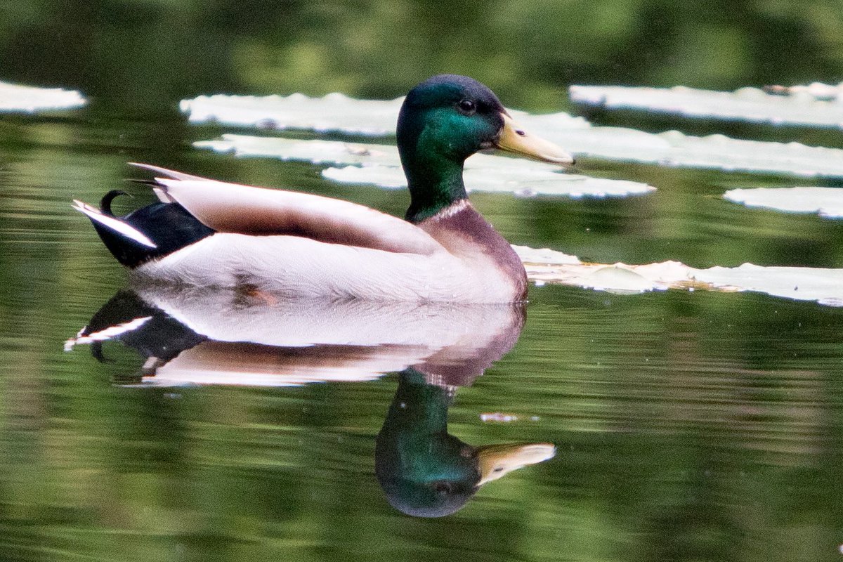A perfect reflection #photographs #wildlifephotography #NaturePhotography #duck #birdsphotography #canon