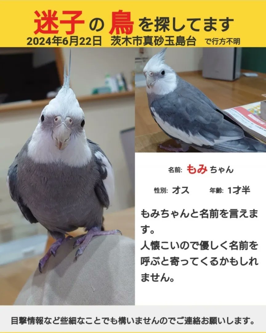 オカメインコを探しています。 ひたちなか市 #オカメインコ迷子鳥