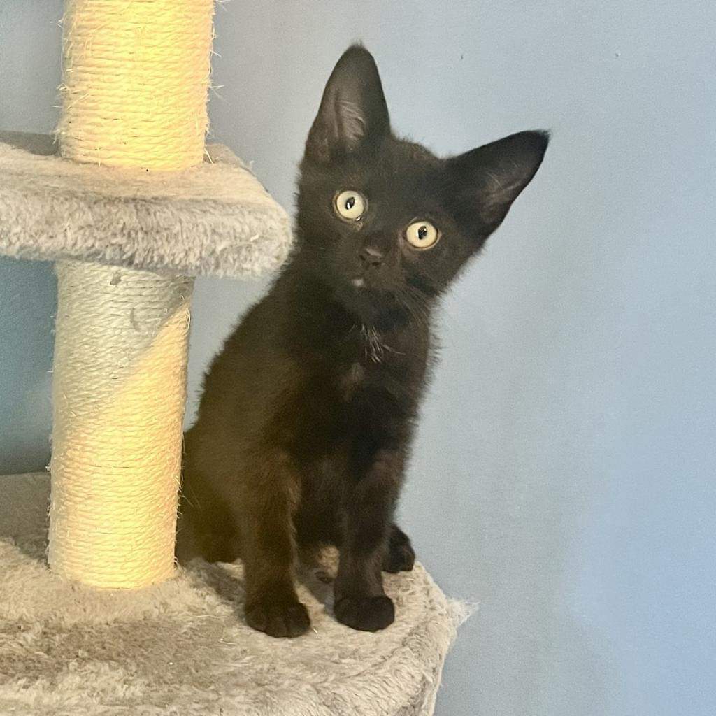 Furry Friends Refuge tweet media