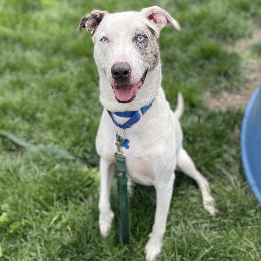 Furry Friends Refuge tweet media