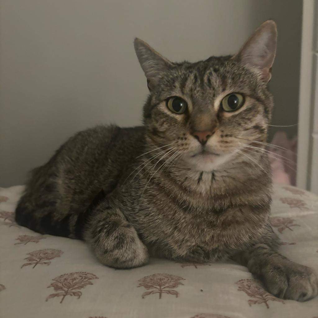 Furry Friends Refuge tweet media