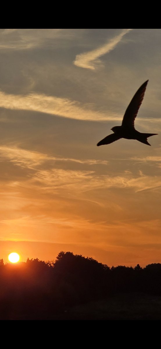 Tadek_8's tweet image. Na horyzoncie #Szczecin #jerzyk #Bird