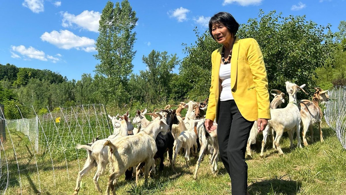 MayorOliviaChow's tweet photo. 🐐‼️

We're trying out something new: a pilot project to see how goats can help maintain meadows and prairies in Toronto's parks. If successful, it would be an environmentally friendly and affordable way to keep our parks well-maintained. 

Learn more: https://t.co/mgtK9z6BJP https://t.co/4Qq2K7QiBT